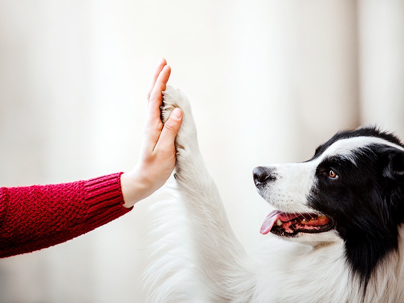 La tutela dell&#39;ambiente e degli animali in Costituzione è necessaria –  Movimento 5 Stelle